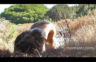 XXX అమ్మాయిలు తీవ్రంగా శిక్షించబడుతుందని తో కొట్టడం సమయంలో ప్రశ్నించే లో కాలనీ